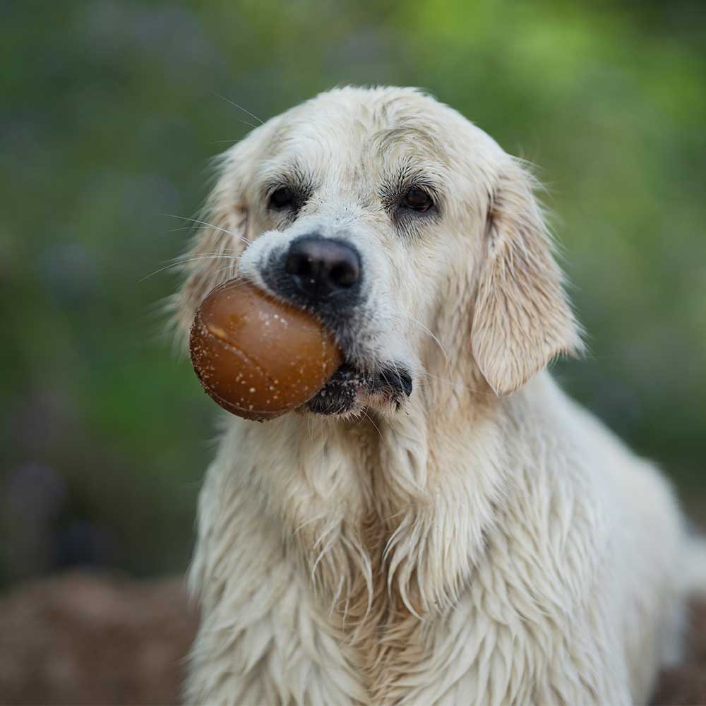 Rub Ball Hundespielzeug aus natürlichem Bio-Kautschuk