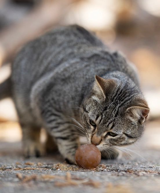 Hunde- und Katzenspielzeug Ball