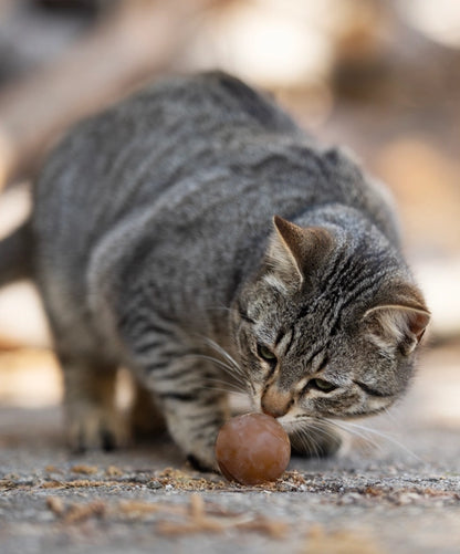 Hunde- und Katzenspielzeug Ball