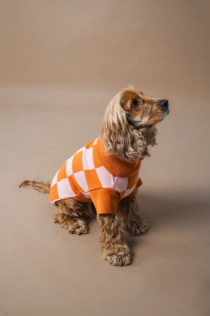 gestrickter Hundepullover mit Karos