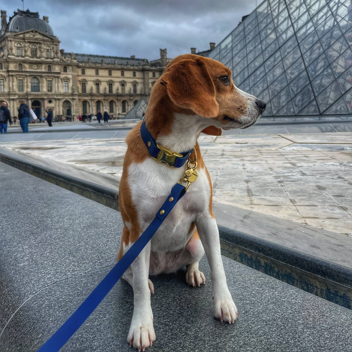 Hundehalsband PATAPOUF