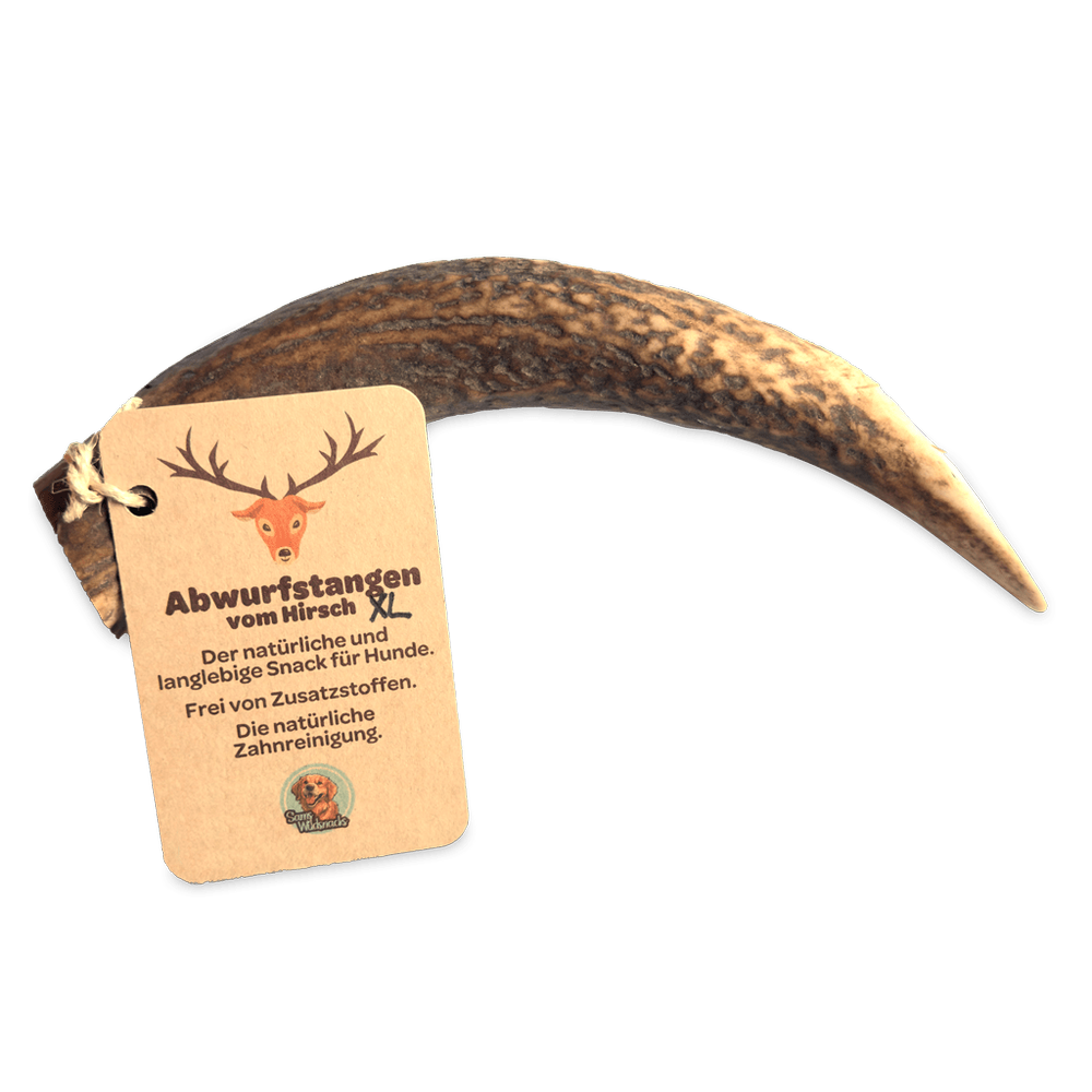Geweihstangen vom Hirsch
