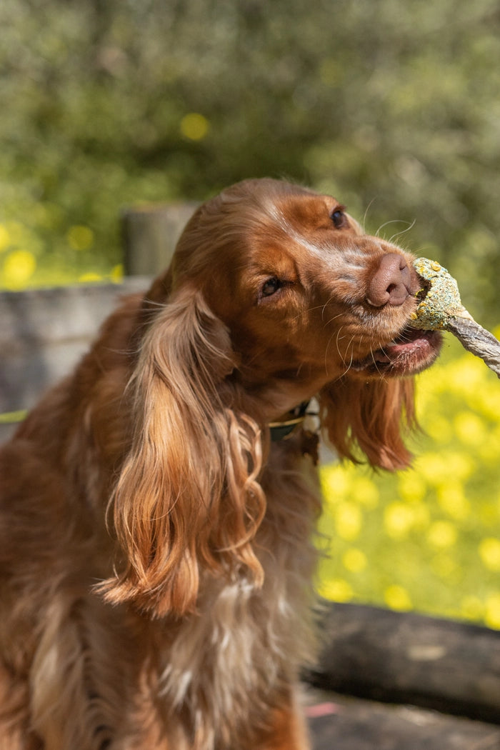 Chewy-Pop Kausnack