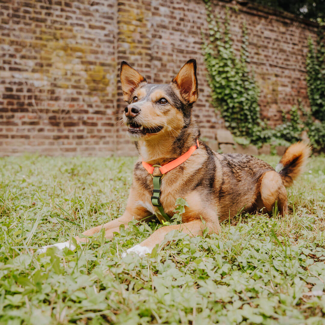 Hundegeschirr Outdoor Flex Orange/Grün