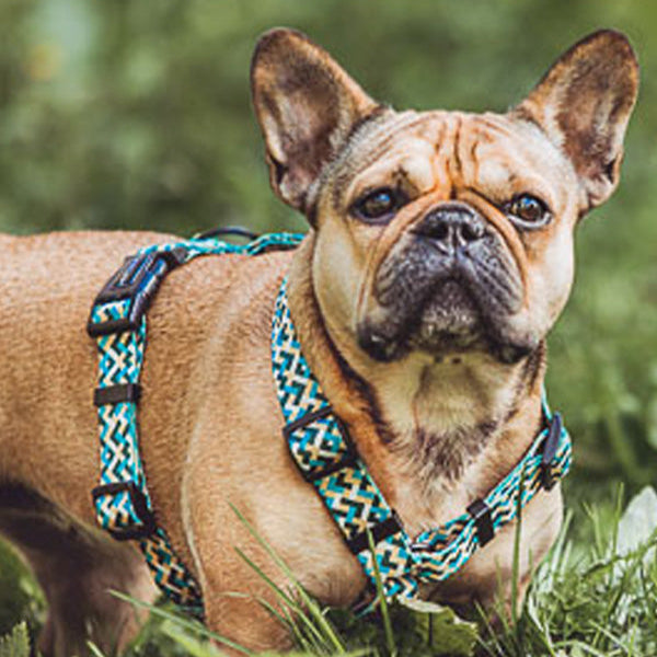 Handgemachtes Führgeschirr Kunterbunt Türkis/Pink von Hey Lana Halbprofil am Hund, erhältlich bei fiffi&muschi - Hundeladen/Concept Store Köln