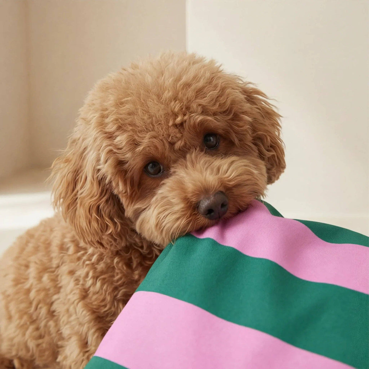 Gestreiftes Hundekissen Copo in Pink und Dunkelgrün mit kleinem Hund Detailaufnahme