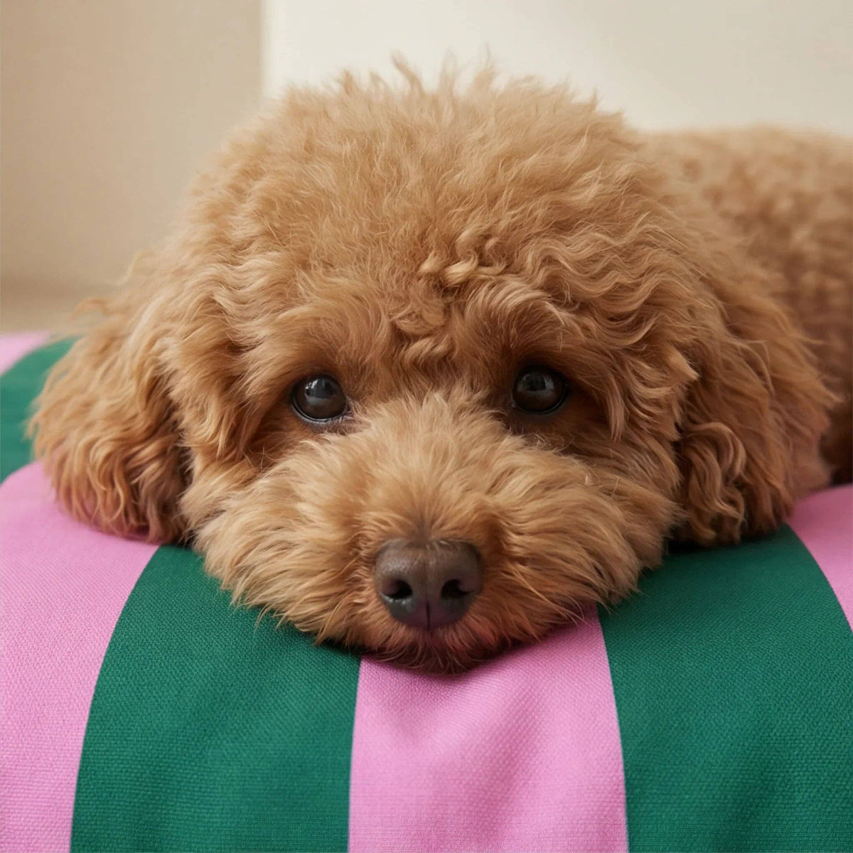 Gestreiftes Hundekissen Copo in Pink und Dunkelgrün mit kleinem Hund Nahaufnahme