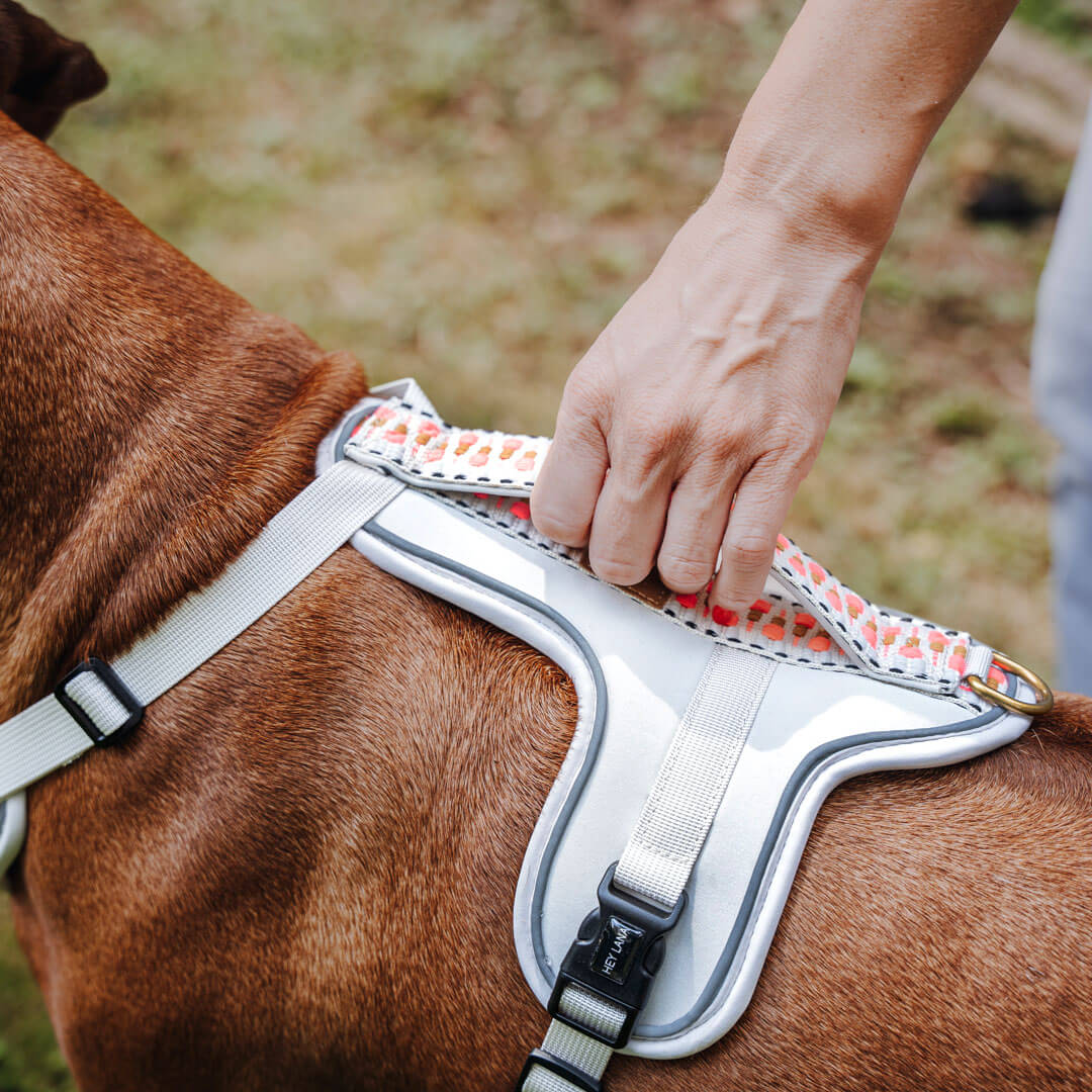 Premium Hundegeschirr Gepolstert Pink