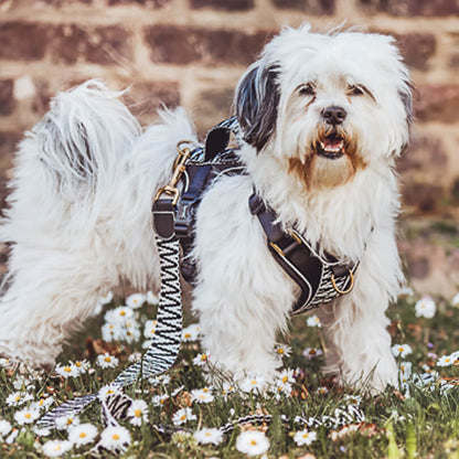 Premium Hundegeschirr Gepolstert Schwarz/Weiß