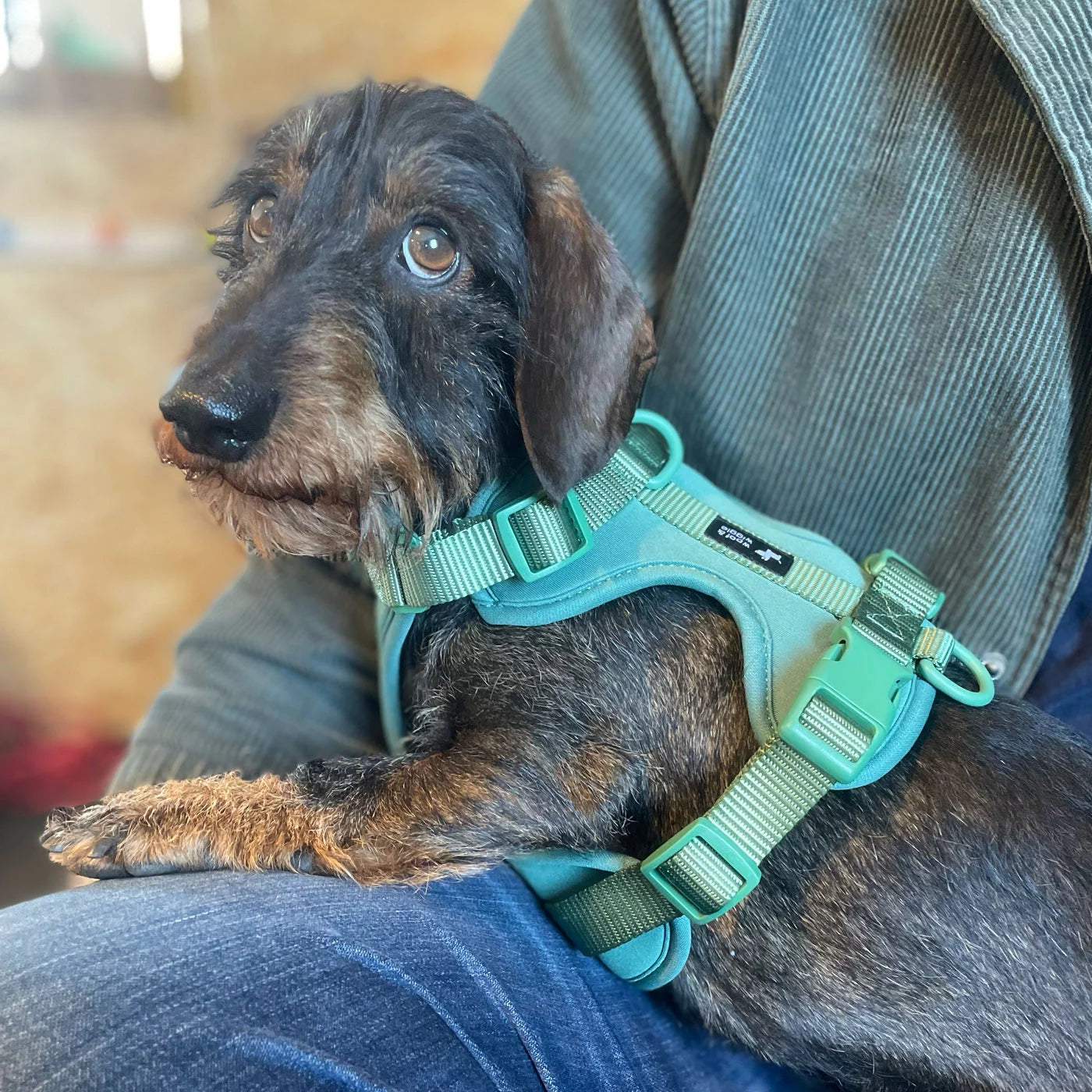 Handgemachtes Hundegeschirr Explorer aus Neopren in Grün von woof & wiggle Seitenansicht Dackel, erhältlich bei fiffi&muschi - Hundeladen/Concept Store Köln