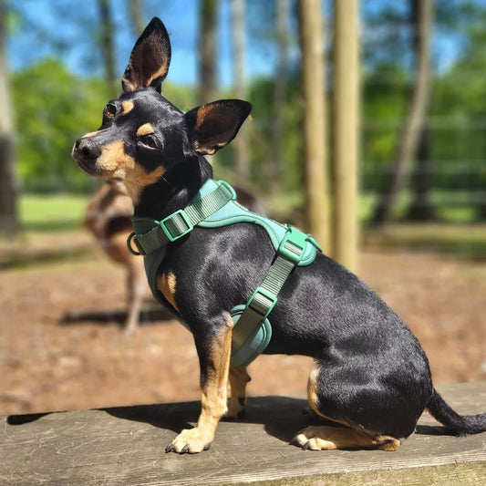 Handgemachtes Hundegeschirr Explorer aus Neopren in Grün von woof & wiggle Seitenansicht am Hund, erhältlich bei fiffi&muschi - Hundeladen/Concept Store Köln