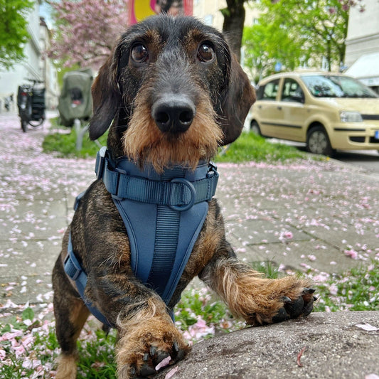 Handgemachtes Hundegeschirr Explorer aus Neopren in Navy von woof & wiggle Frontansicht am Hund, erhältlich bei fiffi&muschi - Hundeladen/Concept Store Köln