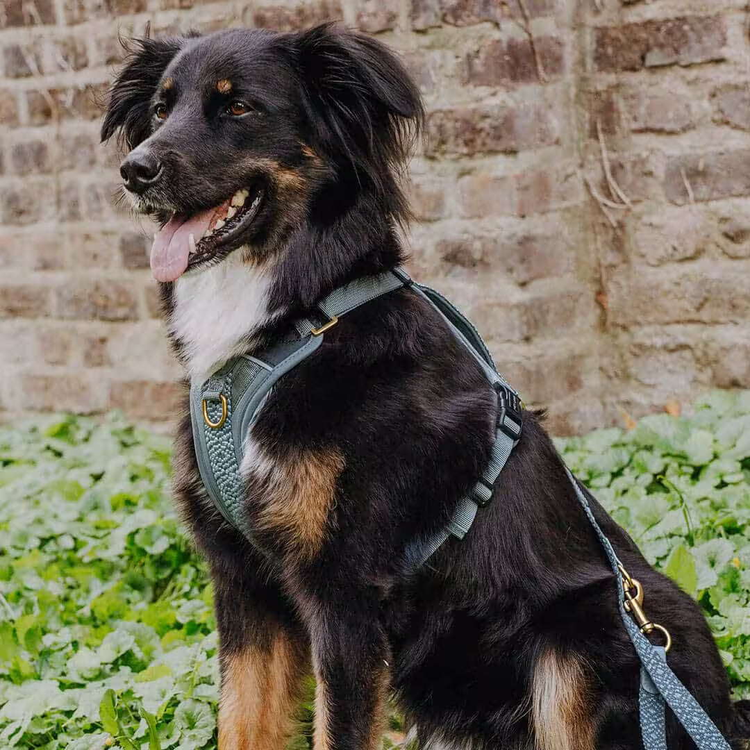 Handgemachtes Premium Hundegeschirr Gepolstert Anthrazit/Eisblau von Hey Lana getragen am Hund - Frontansicht/leichtes Pofil mit Leine, erhältlich bei fiffi&muschi - Hundeladen/Concept Store Köln
