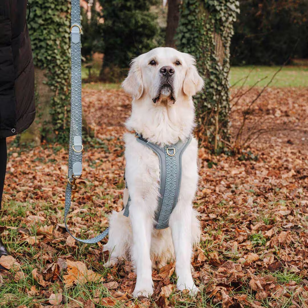 Handgemachtes Premium Hundegeschirr Gepolstert Anthrazit/Eisblau von Hey Lana getragen am Hund mit Leine - Frontansicht, erhältlich bei fiffi&muschi - Hundeladen/Concept Store Köln