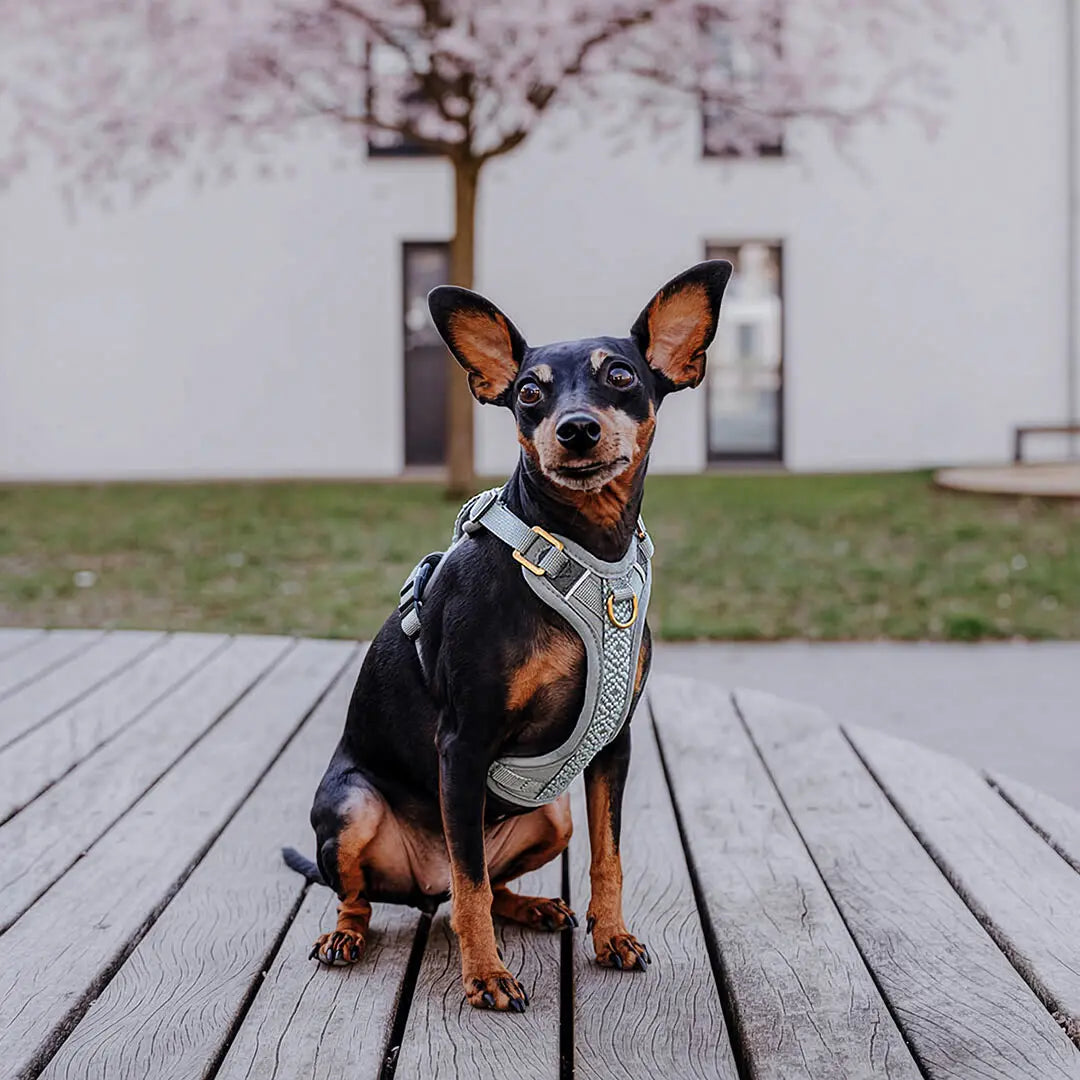 Handgemachtes Premium Hundegeschirr Gepolstert Anthrazit/Eisblau von Hey Lana getragen am Hund - Frontansicht, erhältlich bei fiffi&muschi - Hundeladen/Concept Store Köln