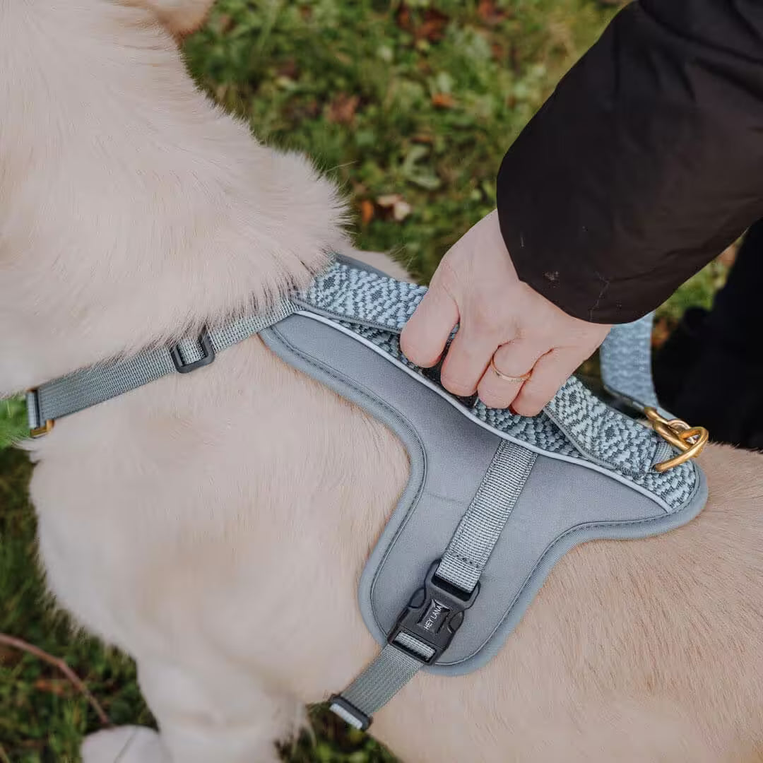 Handgemachtes Premium Hundegeschirr Gepolstert Anthrazit/Eisblau von Hey Lana getragen am Hund - Griffansicht, erhältlich bei fiffi&muschi - Hundeladen/Concept Store Köln