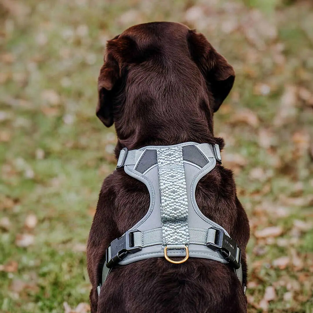 Handgemachtes Premium Hundegeschirr Gepolstert Anthrazit/Eisblau von Hey Lana getragen am Hund - Rückenansicht, erhältlich bei fiffi&muschi - Hundeladen/Concept Store Köln