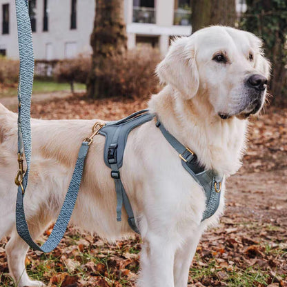 Handgemachtes Premium Hundegeschirr Gepolstert Anthrazit/Eisblau von Hey Lana getragen am Hund mit Leine, erhältlich bei fiffi&muschi - Hundeladen/Concept Store Köln