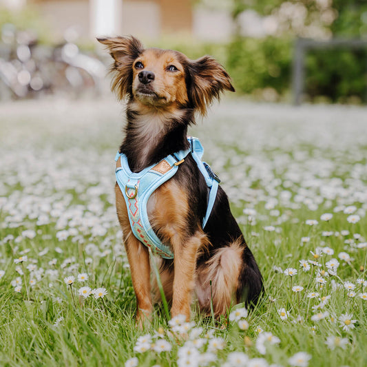 Handgemachtes Premium Hundegeschirr Gepolstert Blau/Koralle von Hey Lana getragen am Hund - Frontansicht, erhältlich bei fiffi&muschi - Hundeladen/Concept Store Köln