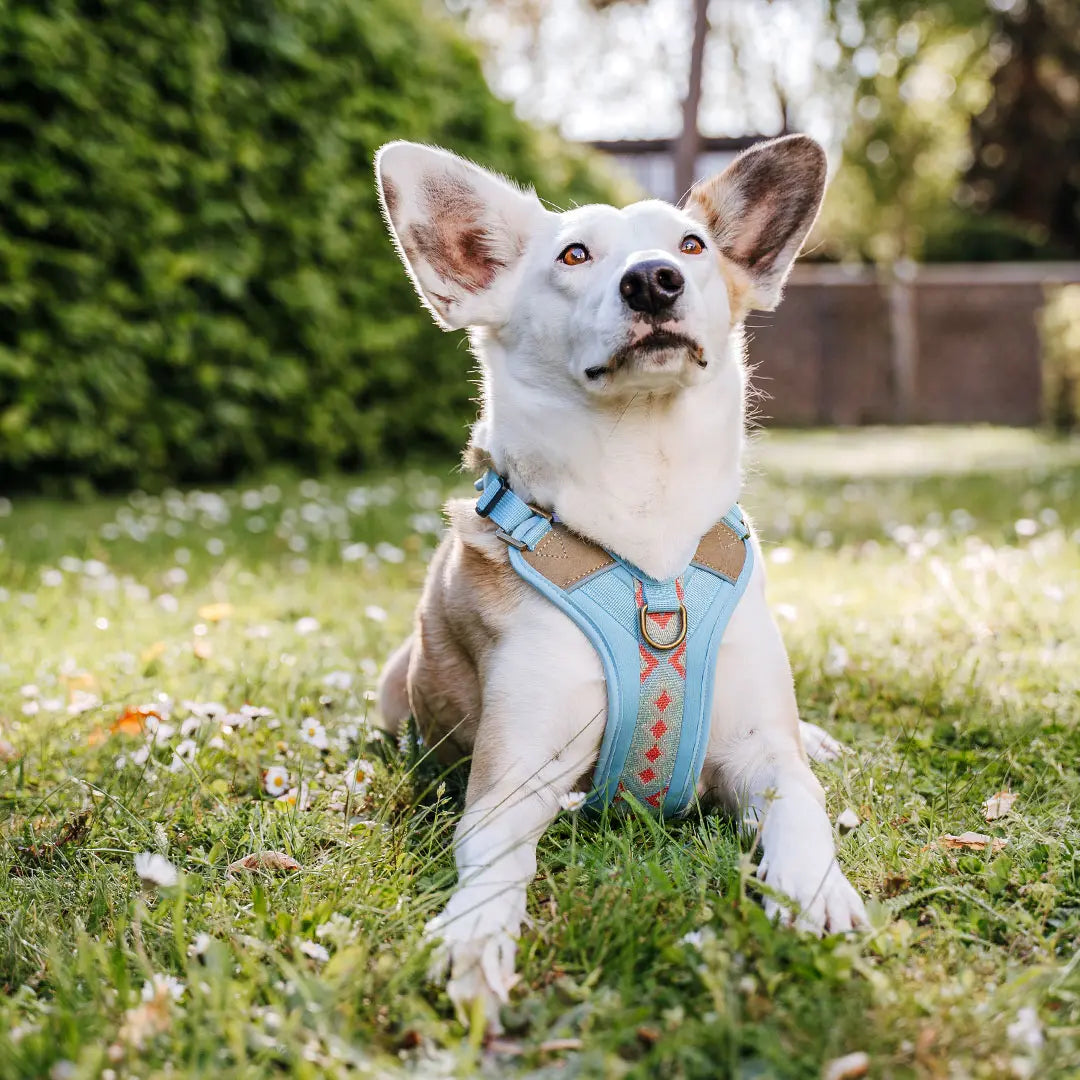 Handgemachtes Premium Hundegeschirr Gepolstert Blau/Koralle von Hey Lana getragen am mittelgroßen Hund - Frontansicht, erhältlich bei fiffi&muschi - Hundeladen/Concept Store Köln