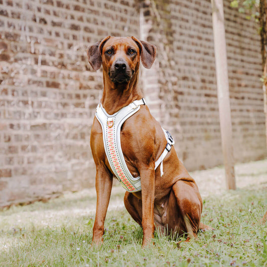 Handgemachtes Premium Hundegeschirr Gepolstert Grau/Pink von Hey Lana getragen am Hund - Frontansicht, erhältlich bei fiffi&muschi - Hundeladen/Concept Store Köln