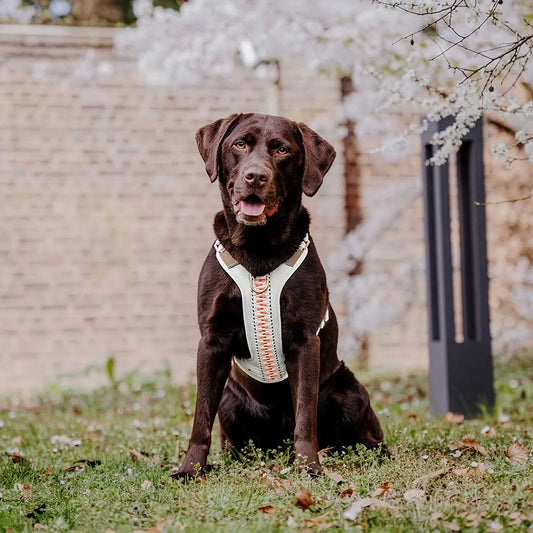 Handgemachtes Premium Hundegeschirr Gepolstert Grau/Pink von Hey Lana getragen am großen Hund - Frontansicht, erhältlich bei fiffi&muschi - Hundeladen/Concept Store Köln