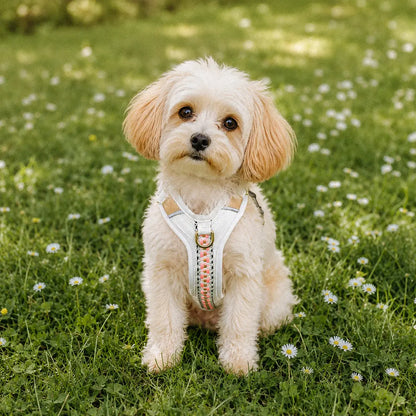 Handgemachtes Premium Hundegeschirr Gepolstert Grau/Pink von Hey Lana getragen am kleinen Hund - Frontansicht, erhältlich bei fiffi&muschi - Hundeladen/Concept Store Köln