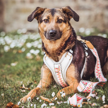 Handgemachtes Premium Hundegeschirr Gepolstert Grau/Pink von Hey Lana getragen am Hund - Frontansicht mit Leine, erhältlich bei fiffi&muschi - Hundeladen/Concept Store Köln