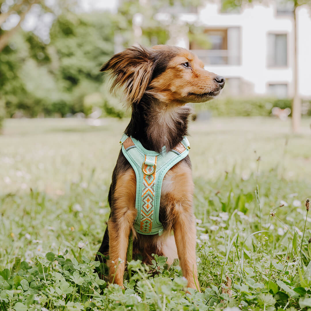 Handgemachtes Premium Hundegeschirr Gepolstert Mint/Orange von Hey Lana getragen am Hund - Frontansicht, erhältlich bei fiffi&muschi - Hundeladen/Concept Store Köln