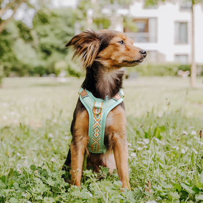 Handgemachtes Premium Hundegeschirr Gepolstert Mint/Orange von Hey Lana getragen am Hund - Frontansicht, erhältlich bei fiffi&muschi - Hundeladen/Concept Store Köln
