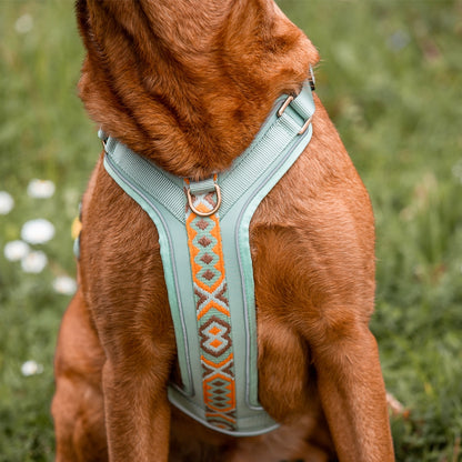 Handgemachtes Premium Hundegeschirr Gepolstert Mint/Orange von Hey Lana getragen am Hund - Frontansicht im Detail, erhältlich bei fiffi&muschi - Hundeladen/Concept Store Köln
