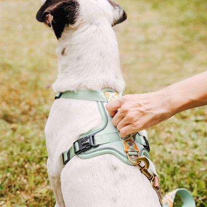 Handgemachtes Premium Hundegeschirr Gepolstert Mint/Orange von Hey Lana getragen am Hund - Griffansicht, erhältlich bei fiffi&muschi - Hundeladen/Concept Store Köln