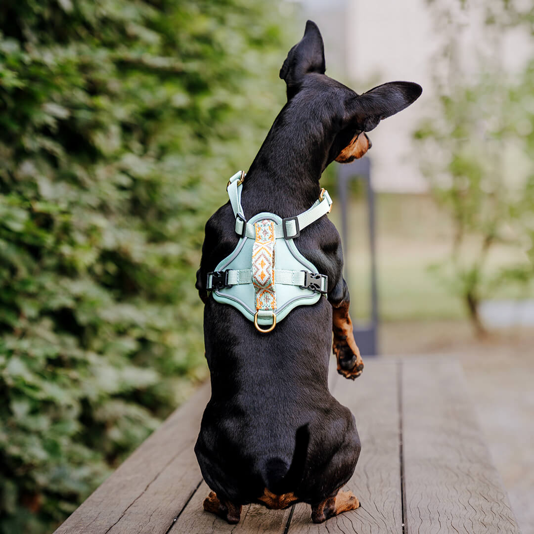 Handgemachtes Premium Hundegeschirr Gepolstert Mint/Orange von Hey Lana getragen am Hund - Rückenansicht, erhältlich bei fiffi&muschi - Hundeladen/Concept Store Köln