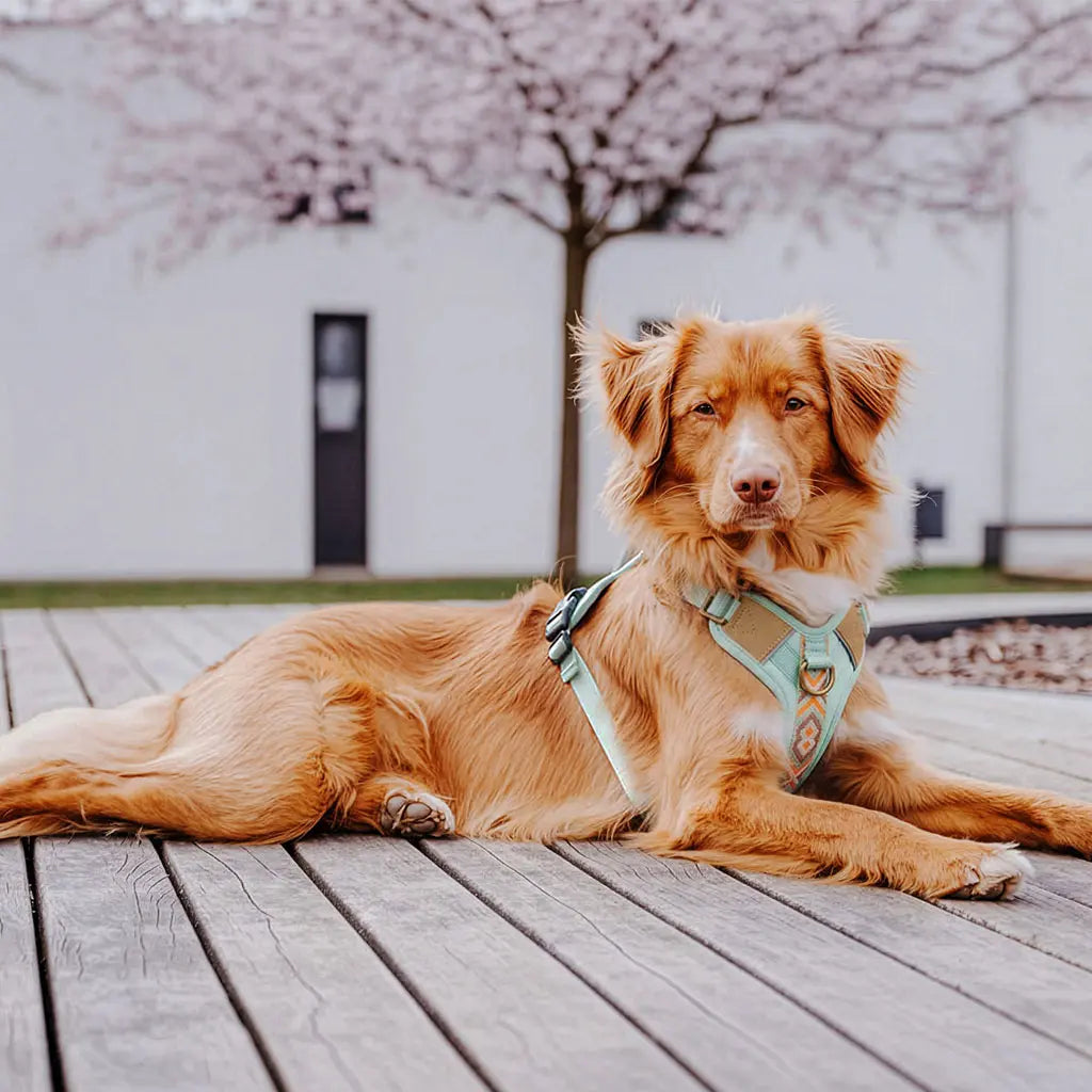Handgemachtes Premium Hundegeschirr Gepolstert Mint/Orange von Hey Lana getragen am Hund - Seitenansicht, erhältlich bei fiffi&muschi - Hundeladen/Concept Store Köln