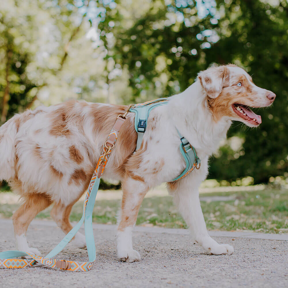 Handgemachtes Premium Hundegeschirr Gepolstert Mint/Orange von Hey Lana getragen am Hund - Seitenansicht, erhältlich bei fiffi&muschi - Hundeladen/Concept Store Köln