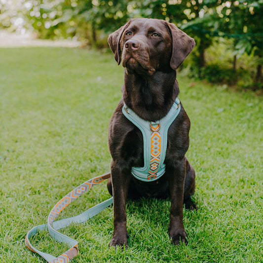 Handgemachtes Premium Hundegeschirr Gepolstert Mint/Orange von Hey Lana getragen am Hund mit Leine, erhältlich bei fiffi&muschi - Hundeladen/Concept Store Köln
