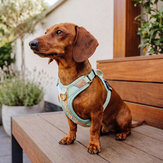 Handgemachtes Premium Hundegeschirr Gepolstert Mint/Orange von Hey Lana getragen am kleinen Hund mit Leine, erhältlich bei fiffi&muschi - Hundeladen/Concept Store Köln