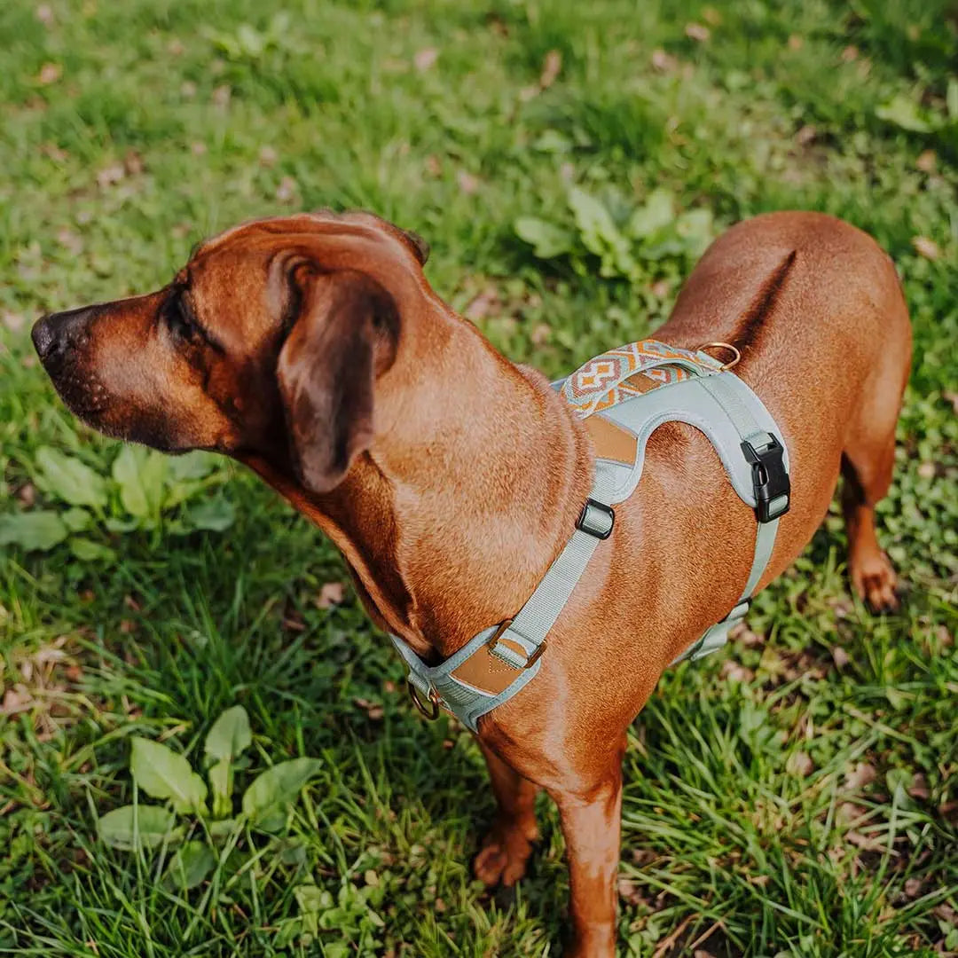 Handgemachtes Premium Hundegeschirr Gepolstert Mint/Orange von Hey Lana getragen am großen Hund, erhältlich bei fiffi&muschi - Hundeladen/Concept Store Köln