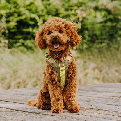 Handgemachtes Premium Hundegeschirr Gepolstert Olivgruen/Neongelb von Hey Lana getragen am Hund - Frontansicht, erhältlich bei fiffi&muschi - Hundeladen/Concept Store Köln