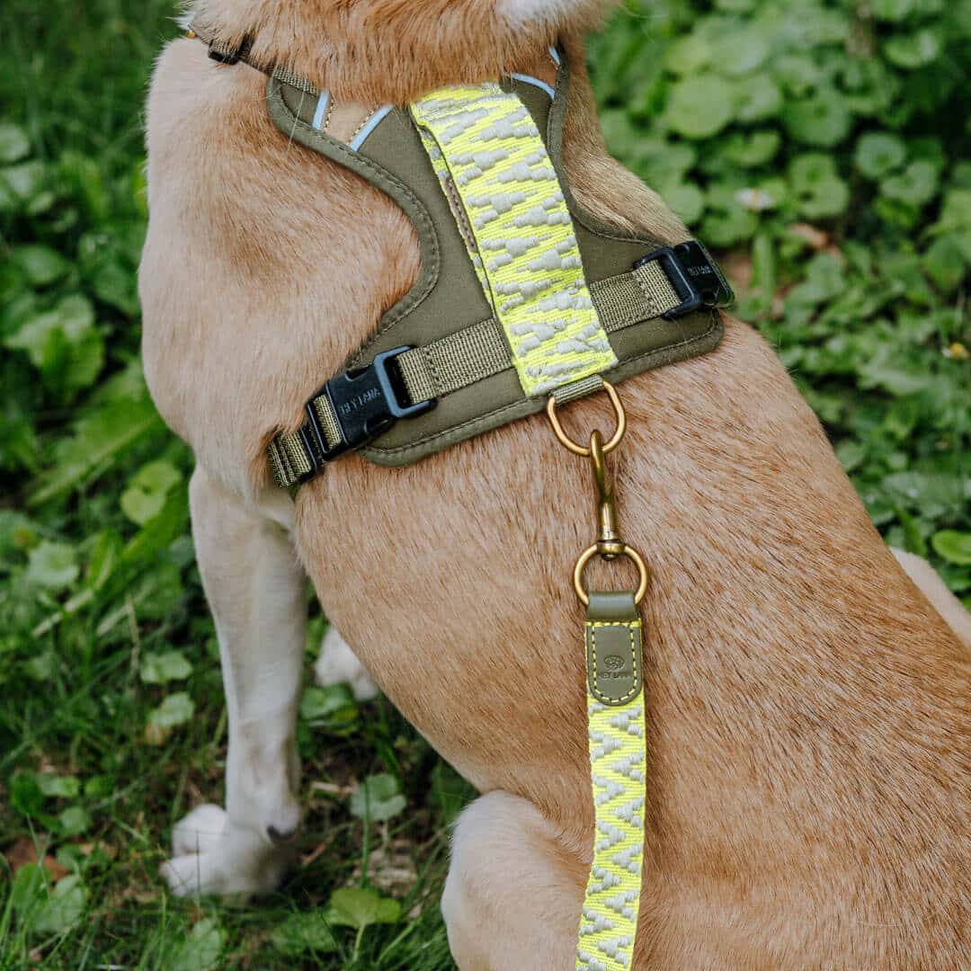 Handgemachtes Premium Hundegeschirr Gepolstert Olivgrün/Neongelb von Hey Lana getragen am Hund - Griffansicht, erhältlich bei fiffi&muschi - Hundeladen/Concept Store Köln