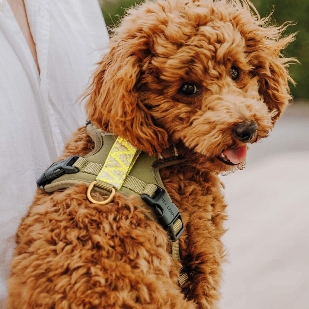 Handgemachtes Premium Hundegeschirr Gepolstert Olivgrün/Neongelb von Hey Lana getragen am Hund - Rückenansicht, erhältlich bei fiffi&muschi - Hundeladen/Concept Store Köln