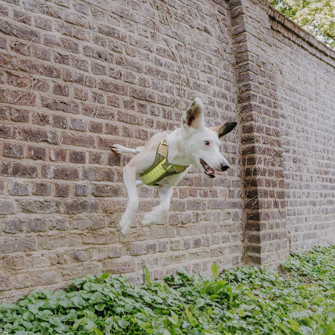 Handgemachtes Premium Hundegeschirr Gepolstert Olivgrün/Neongelb von Hey Lana getragen am Hund in Bewegung, erhältlich bei fiffi&muschi - Hundeladen/Concept Store Köln