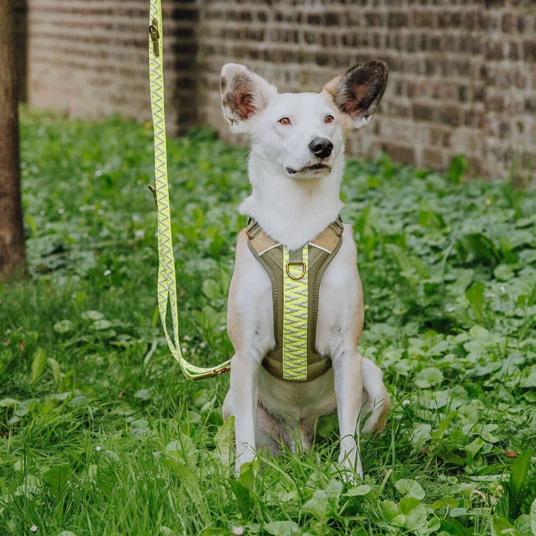 Handgemachtes Premium Hundegeschirr Gepolstert Olivgrün/Neongelb von Hey Lana getragen am Hund mit Leine, erhältlich bei fiffi&muschi - Hundeladen/Concept Store Köln