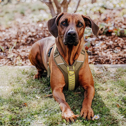 Handgemachtes Premium Hundegeschirr Gepolstert Olivgrün/Neongelb von Hey Lana getragen am großen Hund, erhältlich bei fiffi&muschi - Hundeladen/Concept Store Köln