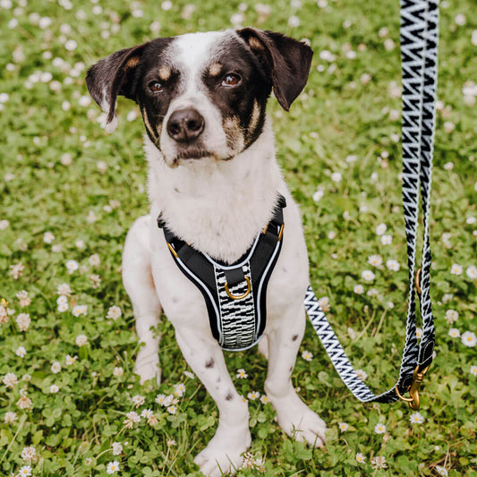 Handgemachtes Premium Hundegeschirr Gepolstert Schwarz/Weiß von Hey Lana getragen am Hund - Frontansicht, erhältlich bei fiffi&muschi - Hundeladen/Concept Store Köln