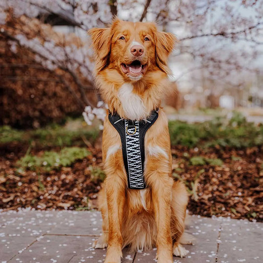 Handgemachtes Premium Hundegeschirr Gepolstert Schwarz/Weiß von Hey Lana getragen am Hund - Frontansicht, erhältlich bei fiffi&muschi - Hundeladen/Concept Store Köln