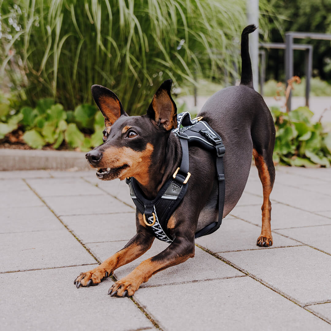 Handgemachtes Premium Hundegeschirr Gepolstert Grau/Pink von Hey Lana getragen am Hund - Frontansicht in Bewegung, erhältlich bei fiffi&muschi - Hundeladen/Concept Store Köln