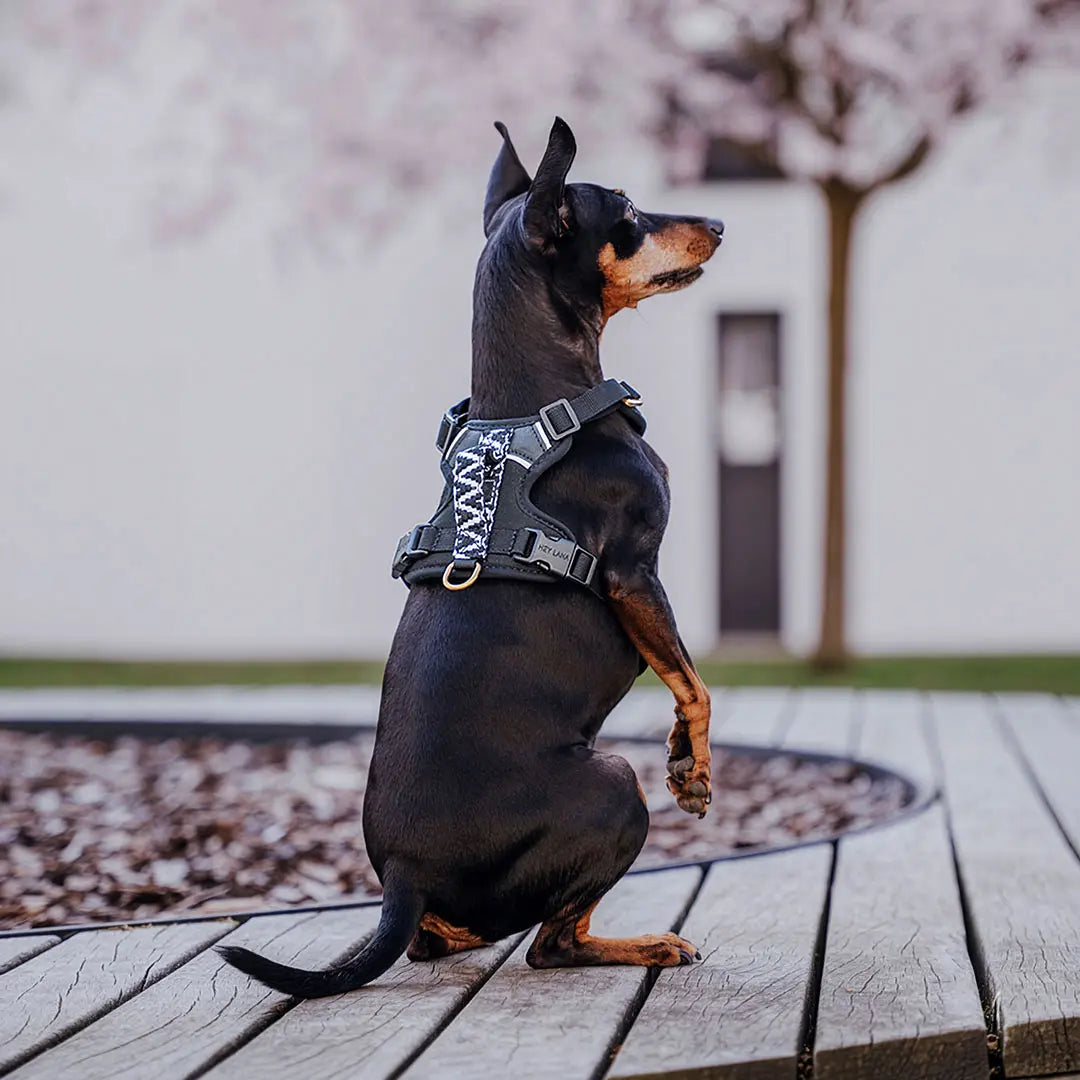 Handgemachtes Premium Hundegeschirr Gepolstert Schwarz/Weiß von Hey Lana getragen am Hund - Griffansicht, erhältlich bei fiffi&muschi - Hundeladen/Concept Store Köln
