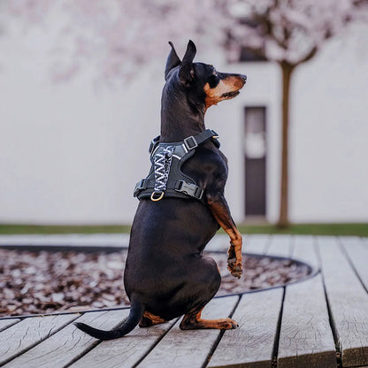 Handgemachtes Premium Hundegeschirr Gepolstert Schwarz/Weiß von Hey Lana getragen am Hund - Griffansicht, erhältlich bei fiffi&muschi - Hundeladen/Concept Store Köln