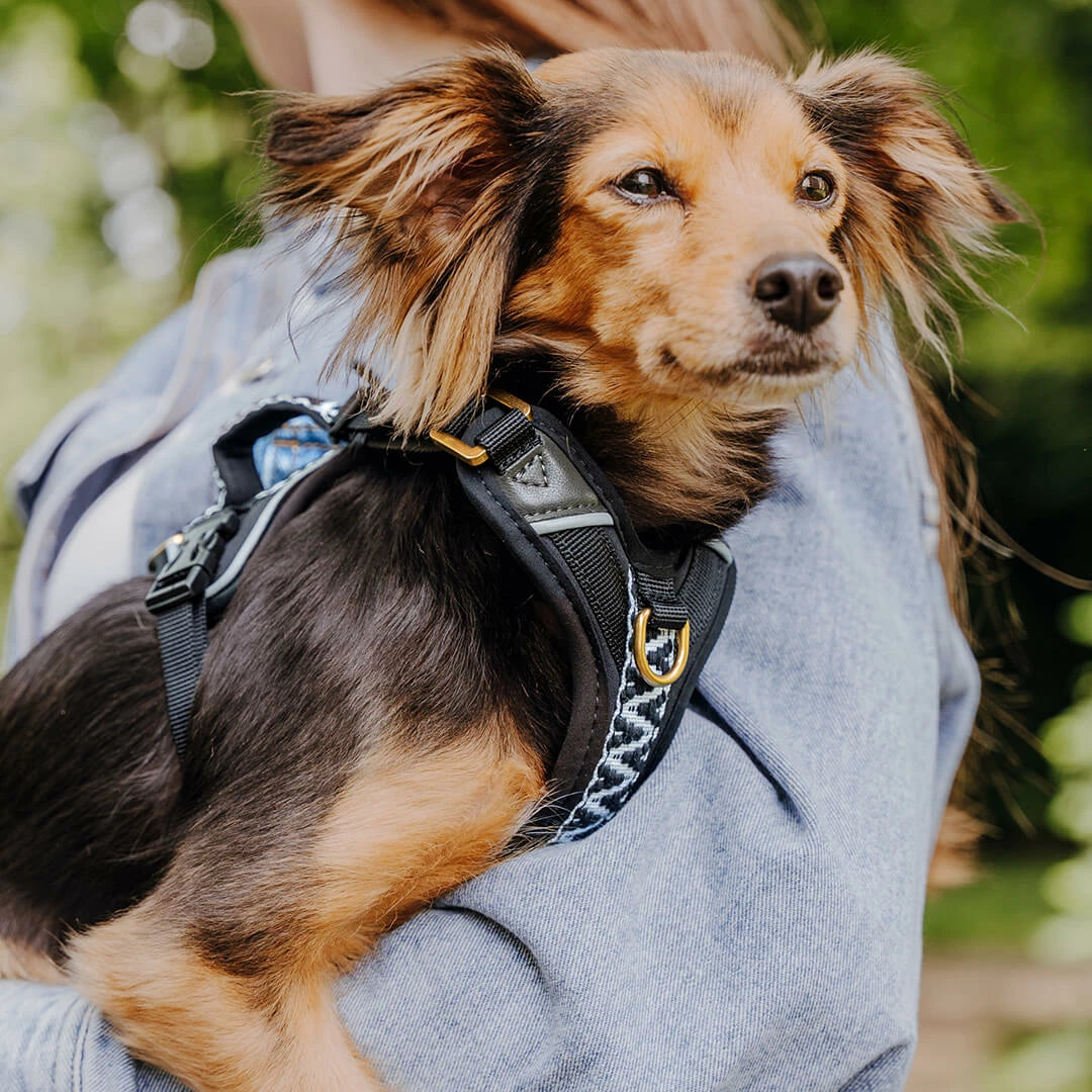 Handgemachtes Premium Hundegeschirr Gepolstert Schwarz/Weiß von Hey Lana getragen am Hund - Nahaufnahme, erhältlich bei fiffi&muschi - Hundeladen/Concept Store Köln
